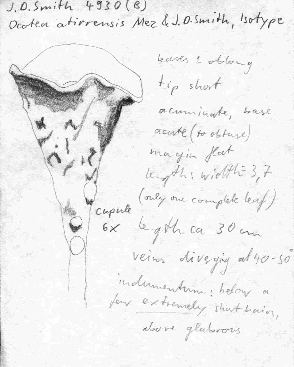 Vorschaubild Ocotea atirrensis Mez & Donn. Sm.